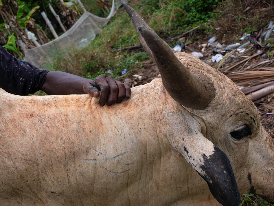 A hand resting on the back of a long-horned cow.